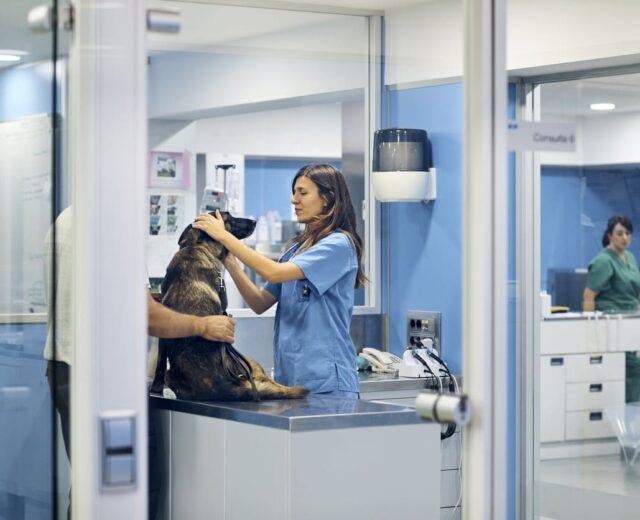 Curso de Diagnóstico por Imagen en Pequeños Animales